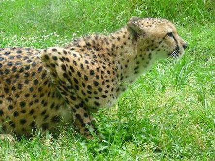 動物達の横顔が集まるトピ
