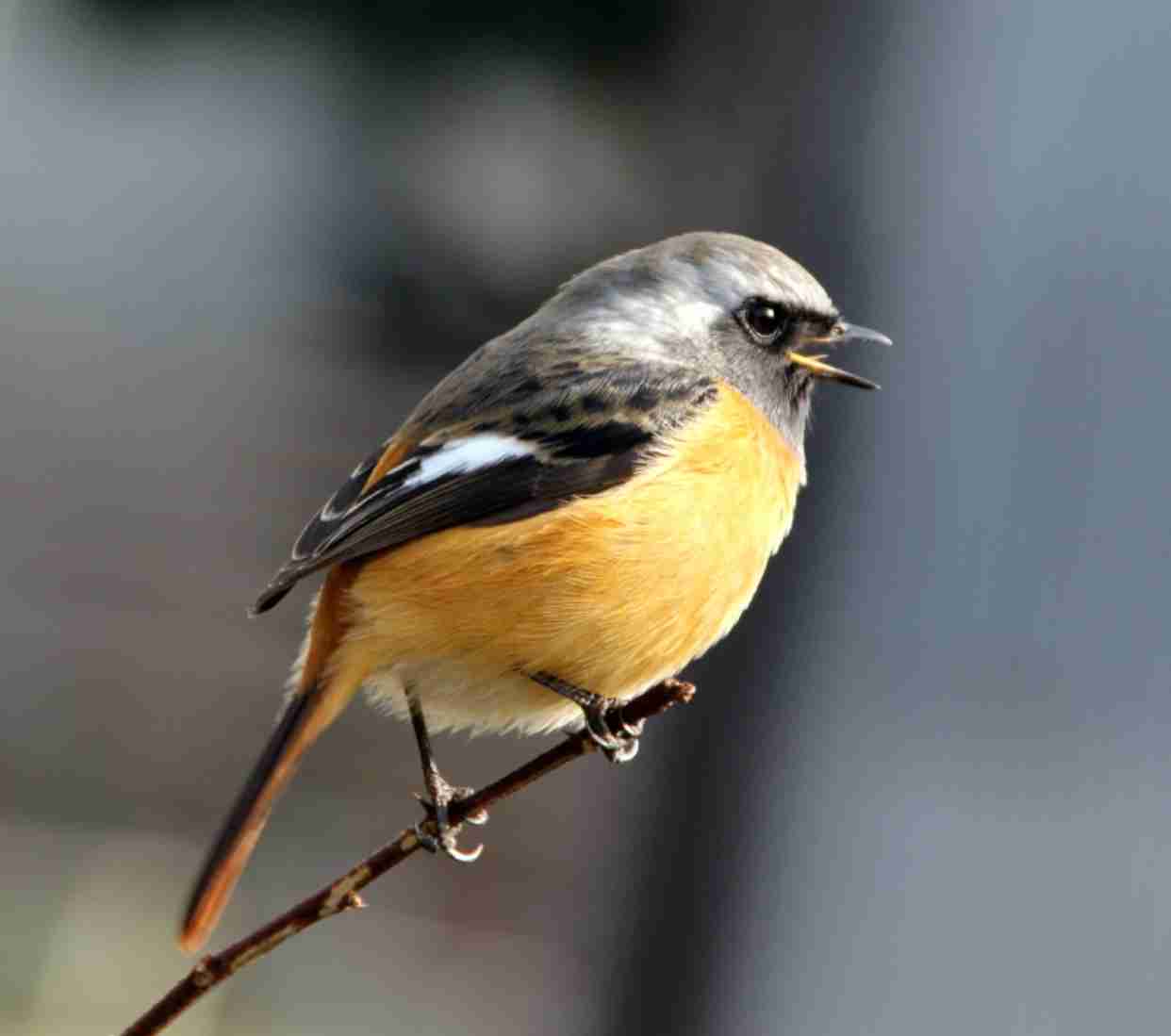 動物達の横顔が集まるトピ