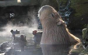 動物達の横顔が集まるトピ