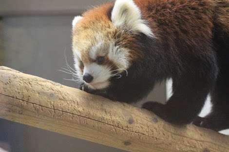 動物達の横顔が集まるトピ