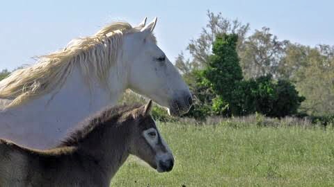 動物達の横顔が集まるトピ