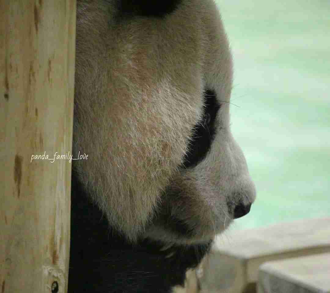 動物達の横顔が集まるトピ