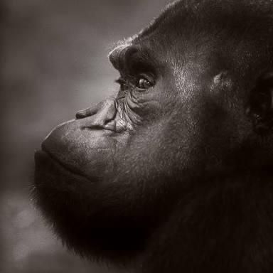 動物達の横顔が集まるトピ