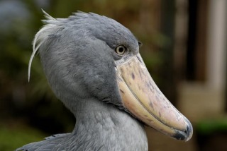 動物達の横顔が集まるトピ
