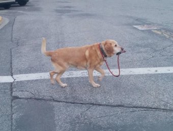 動物達の横顔が集まるトピ