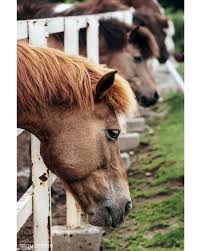 動物達の横顔が集まるトピ