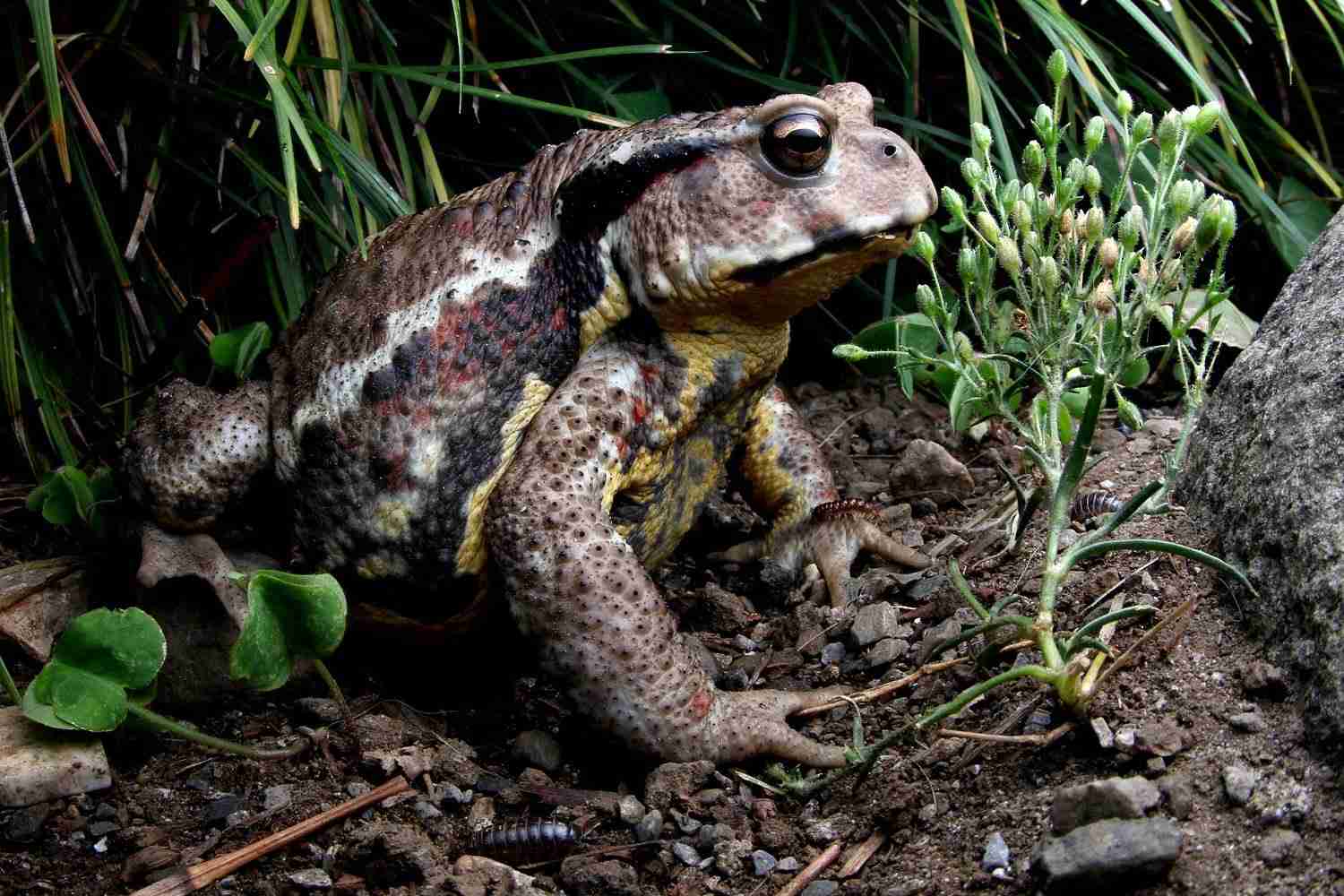 動物達の横顔が集まるトピ