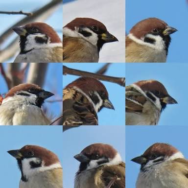 動物達の横顔が集まるトピ
