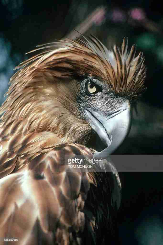 動物達の横顔が集まるトピ