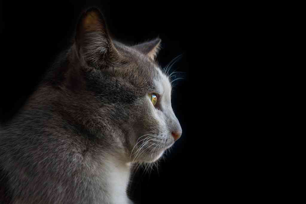 動物達の横顔が集まるトピ