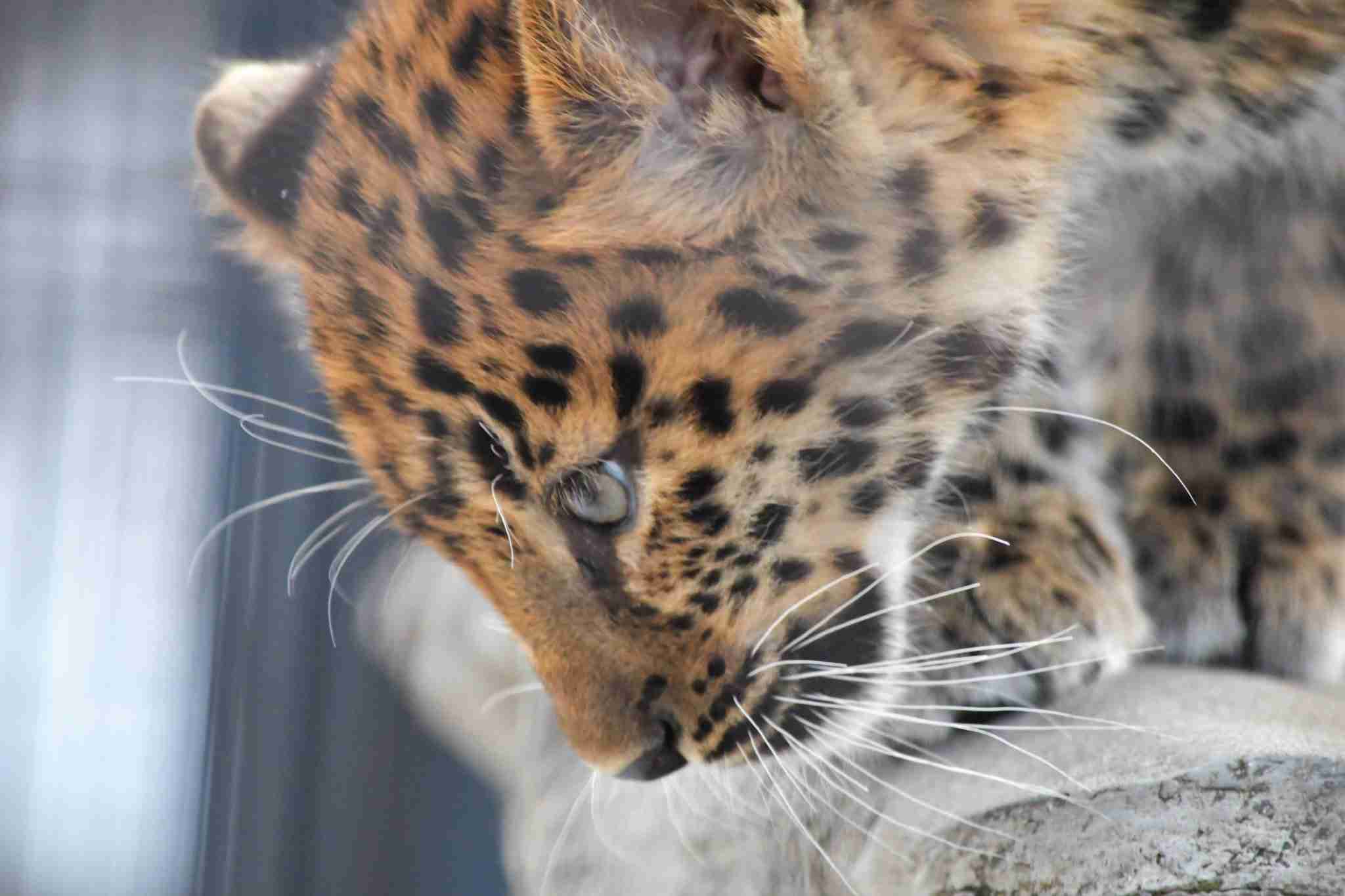 動物達の横顔が集まるトピ