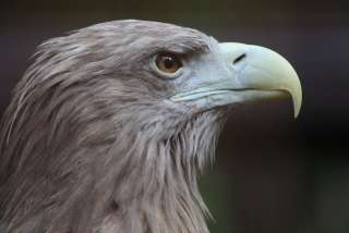 動物達の横顔が集まるトピ