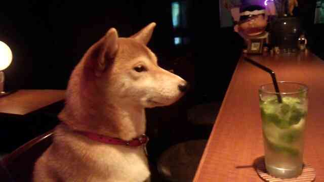 動物達の横顔が集まるトピ