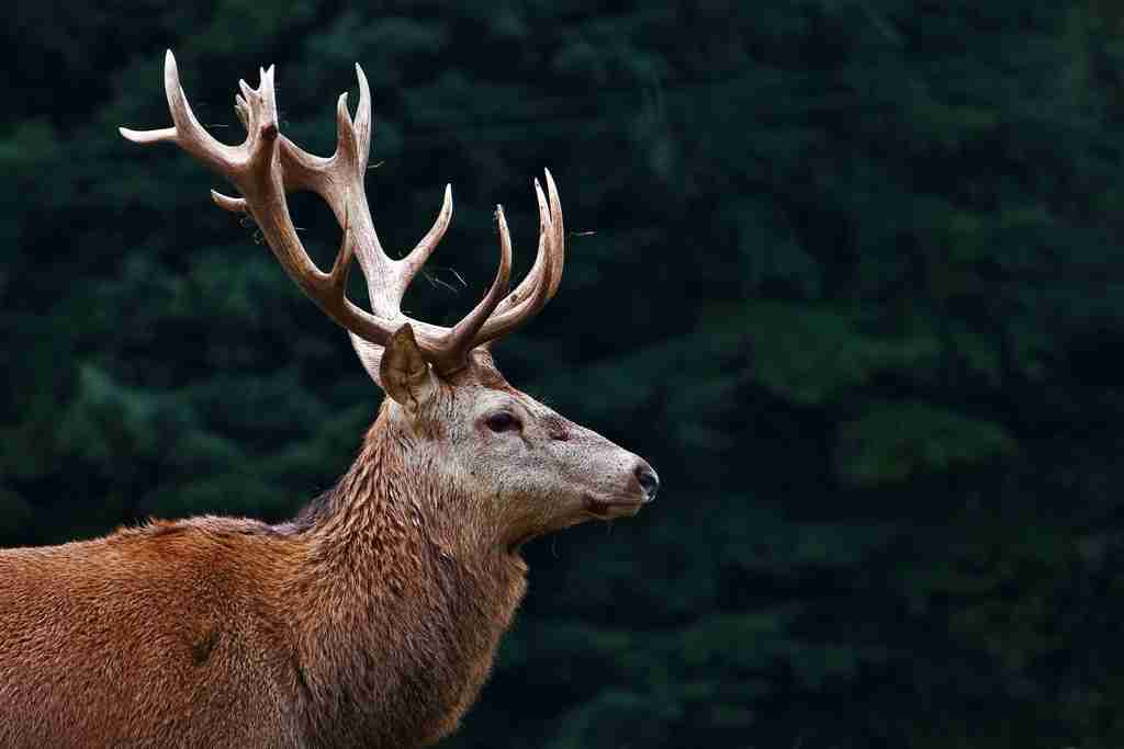 動物達の横顔が集まるトピ