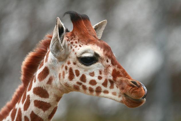 動物達の横顔が集まるトピ