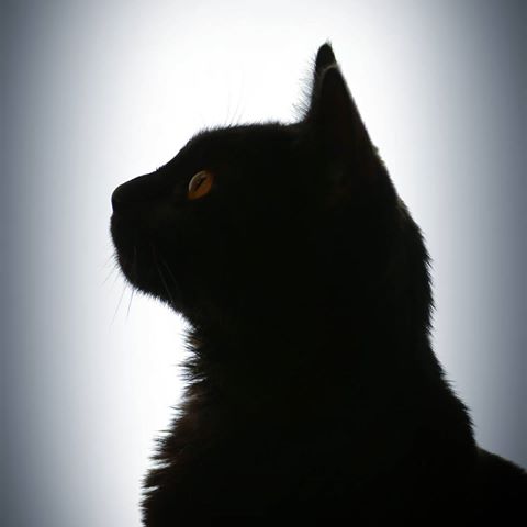 動物達の横顔が集まるトピ