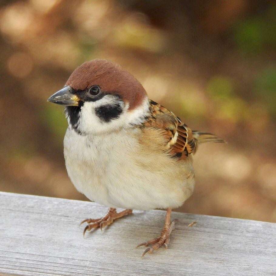 動物達の横顔が集まるトピ