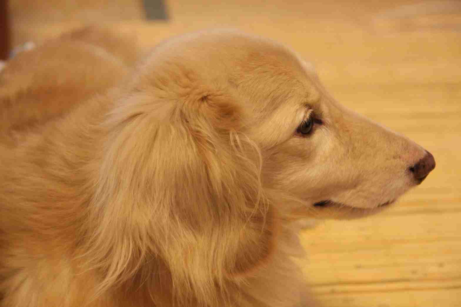 動物達の横顔が集まるトピ