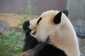 動物達の横顔が集まるトピ