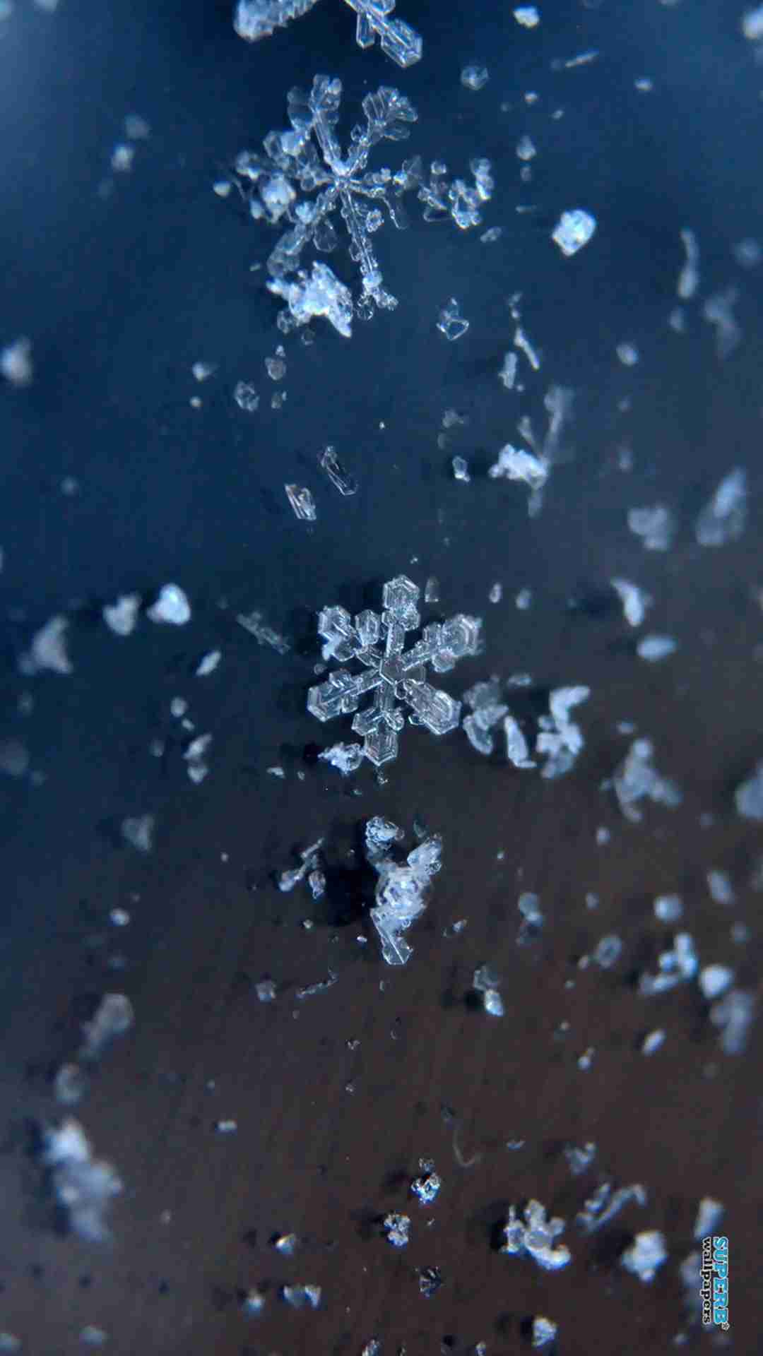 美しい雪の結晶が集まるトピ