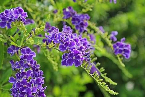あなたが一番好きな花！