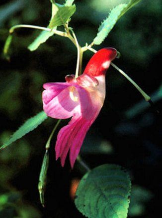 あなたが一番好きな花！