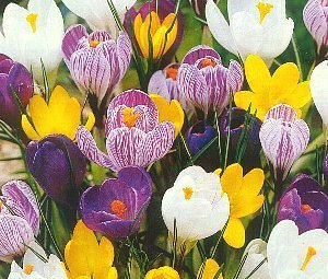 あなたが一番好きな花！