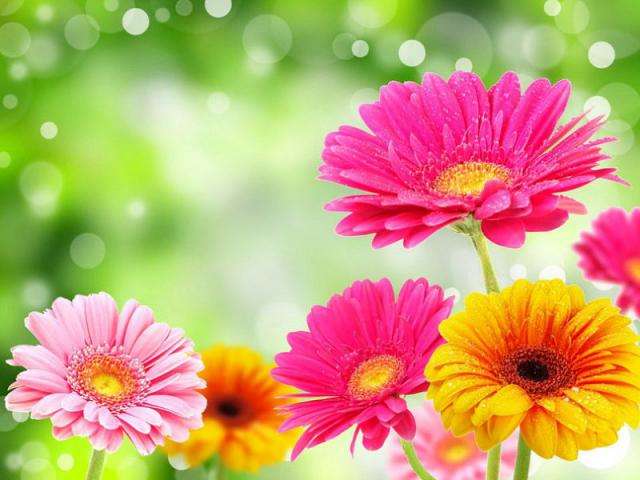 あなたが一番好きな花！