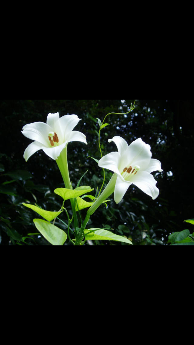 あなたが一番好きな花！