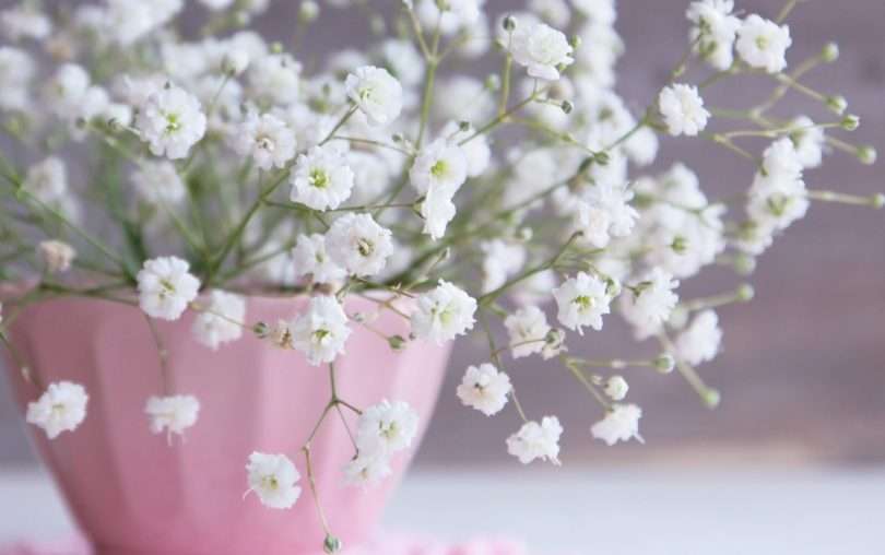 あなたが一番好きな花！
