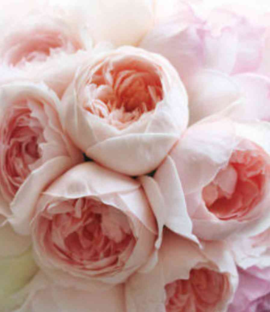 あなたが一番好きな花！