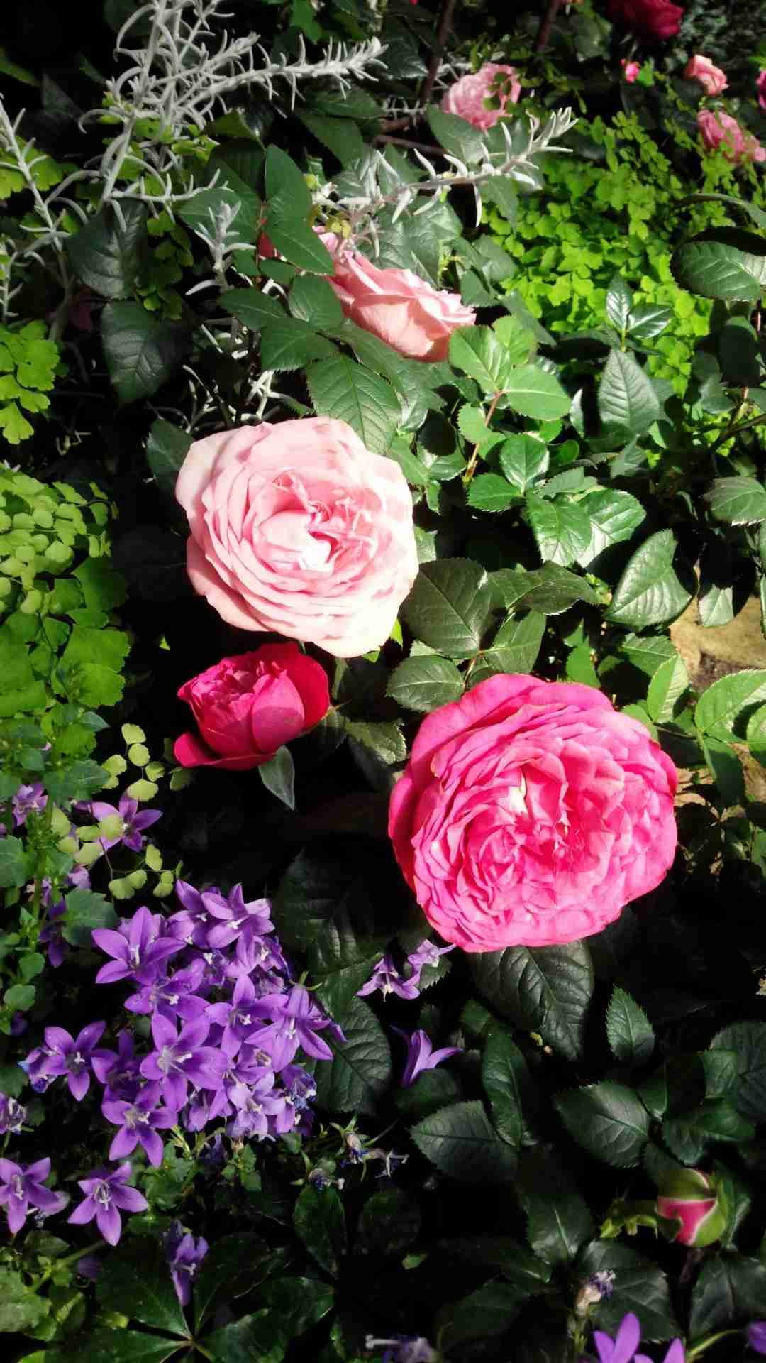 あなたが一番好きな花！