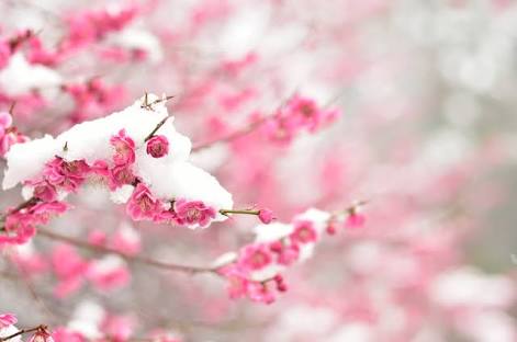 あなたが一番好きな花！