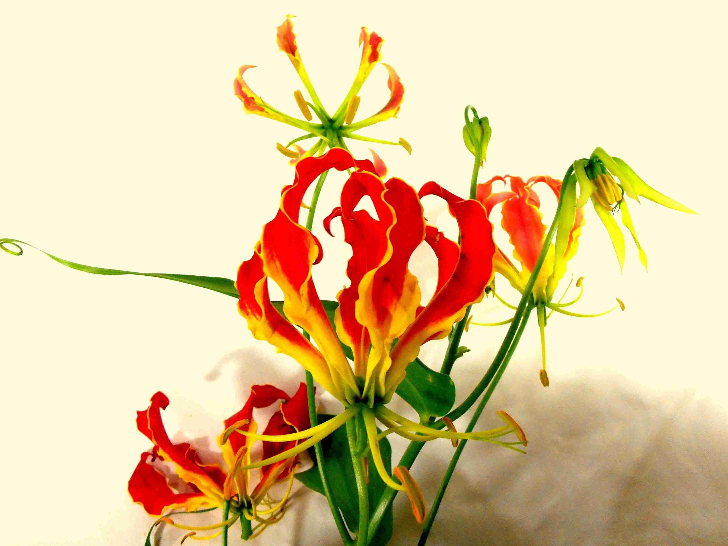 あなたが一番好きな花！