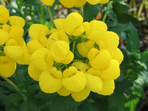 あなたが一番好きな花！