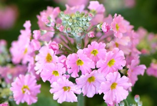あなたが一番好きな花！