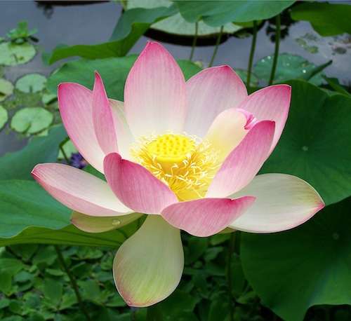 あなたが一番好きな花！