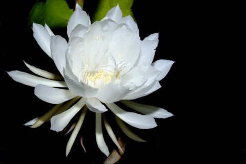 あなたが一番好きな花！