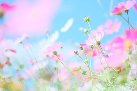 あなたが一番好きな花！