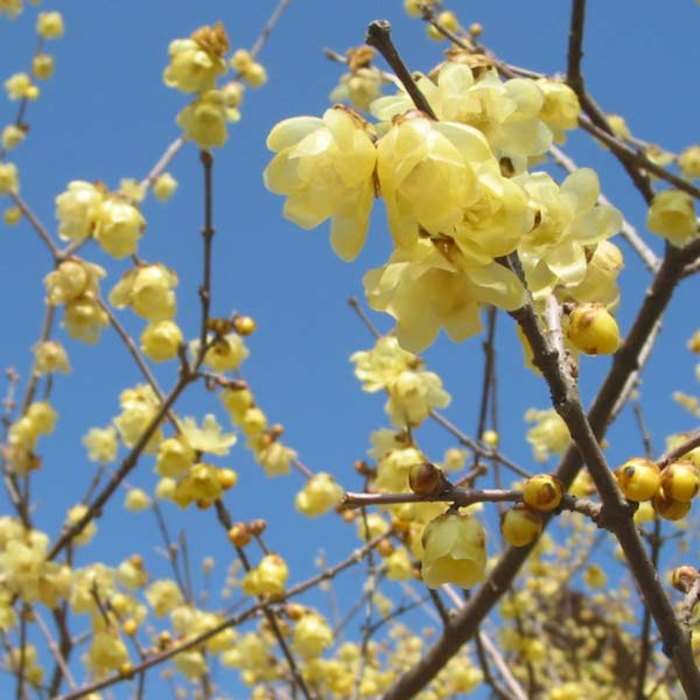 あなたが一番好きな花！