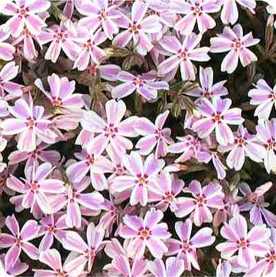 あなたが一番好きな花！