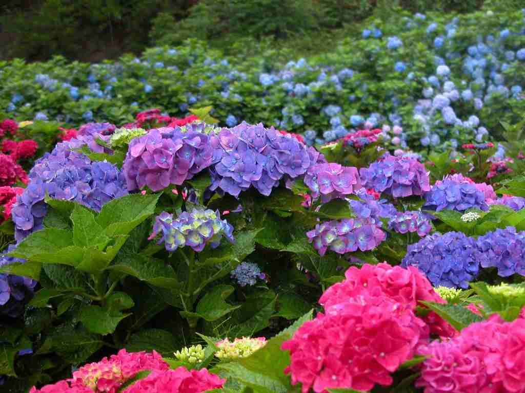 あなたが一番好きな花！
