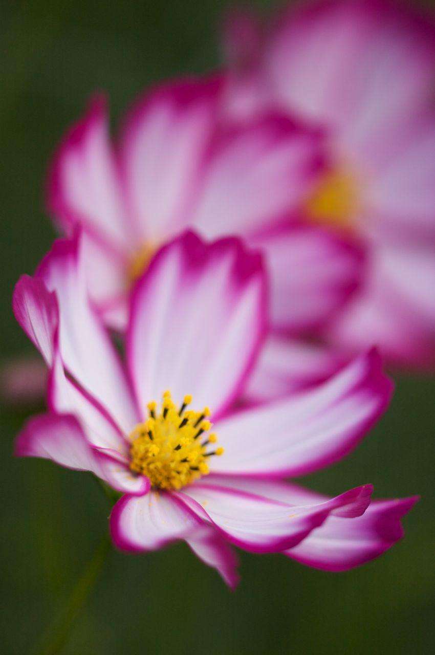 あなたが一番好きな花！