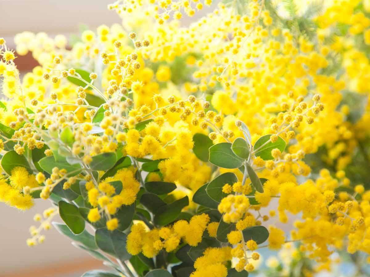 あなたが一番好きな花！
