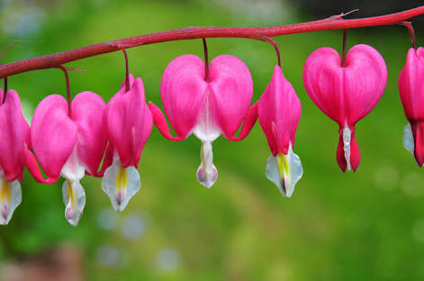 あなたが一番好きな花！