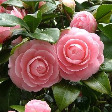 あなたが一番好きな花！