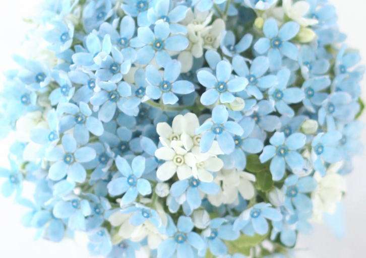 あなたが一番好きな花！