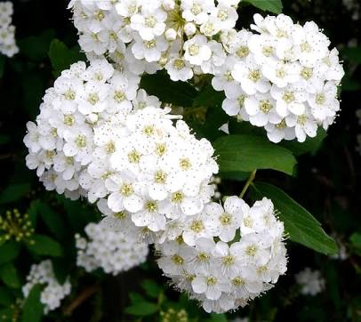 あなたが一番好きな花！