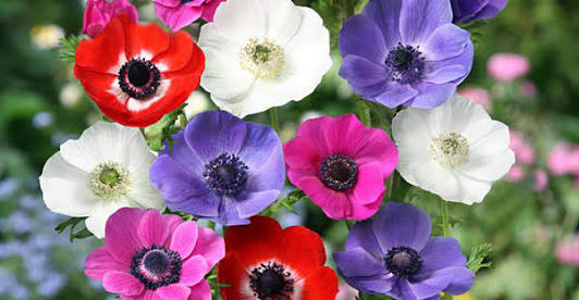 あなたが一番好きな花！