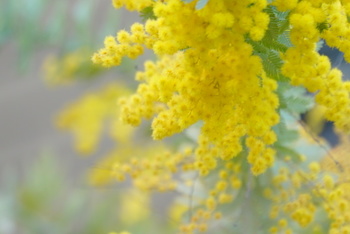 あなたが一番好きな花！